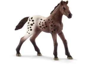 Appaloosa Foal