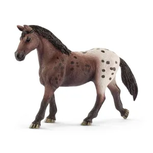 Appaloosa mare