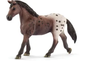 Appaloosa Mare