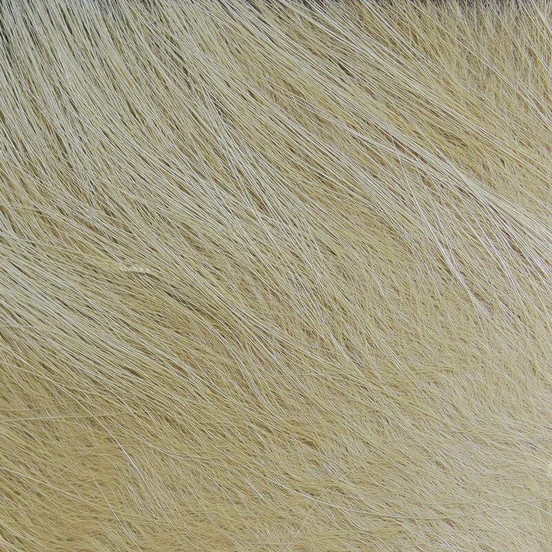 Arctic Fox Body Hair