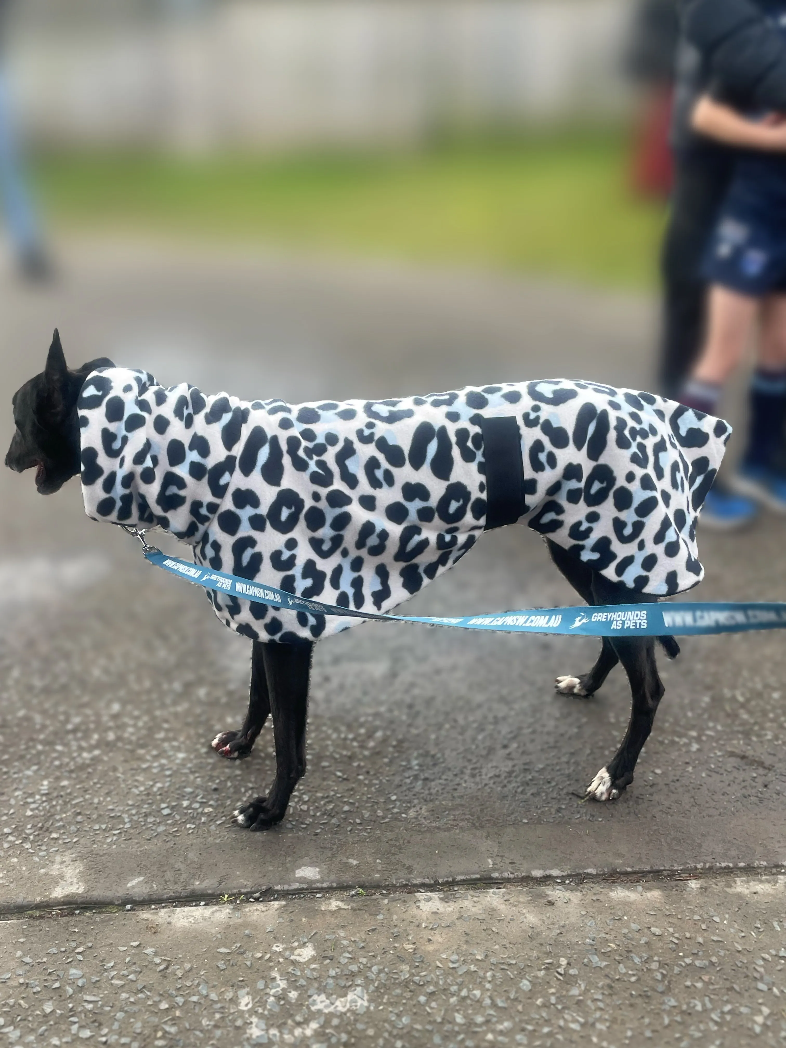 Greyhound Deluxe style coat rug double polar fleece leopard print washable extra wide hoodie