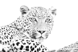 Leopard Whiteout