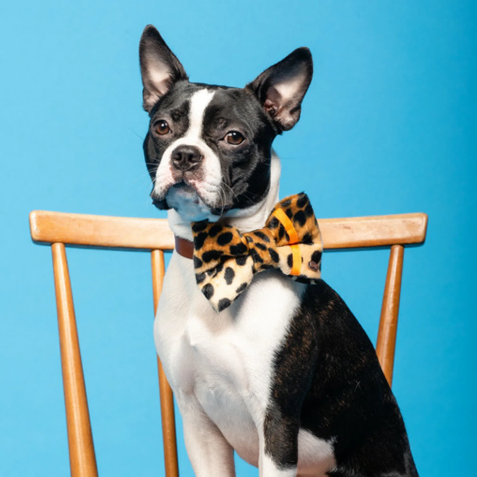 Neon Leopard Dog Bow Tie | Orange