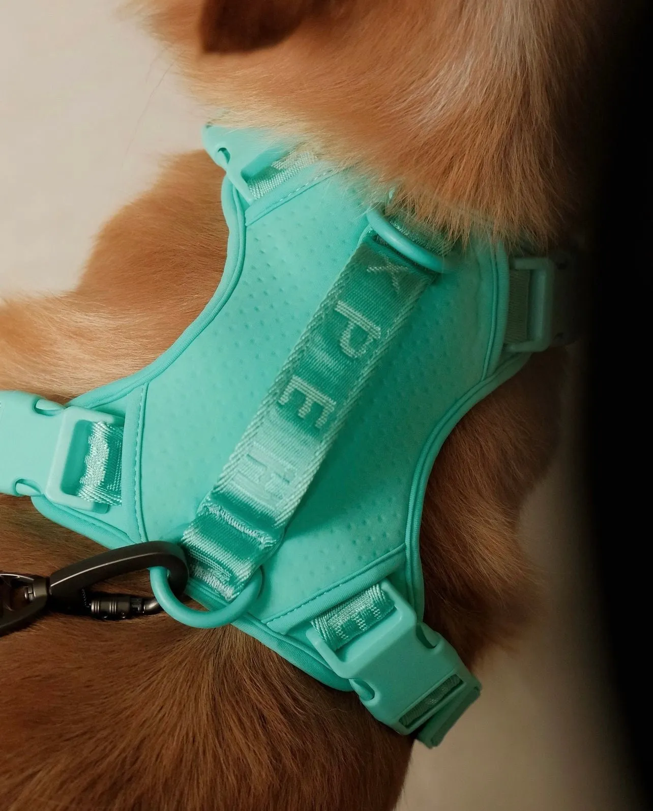 NO PULL ACTIVE  PET HARNESS - MINT GREEN